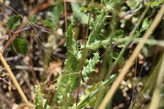 Tyrimnus leucographus