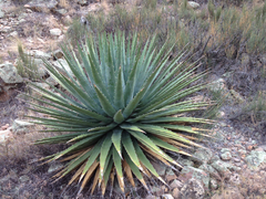 Agave utahensis kaibabensis