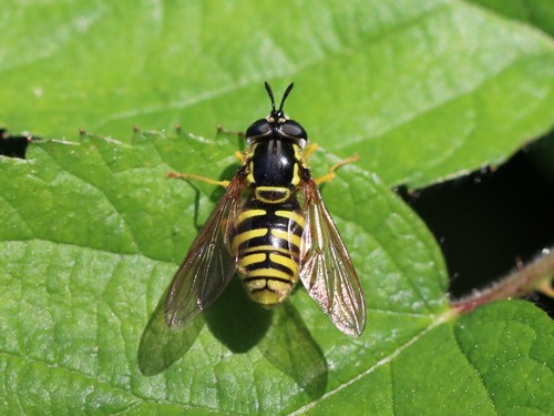 Large Meadow Fly, Oosterhout, Nederland, photo 8 of 10