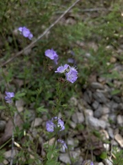 Phacelia gilioides