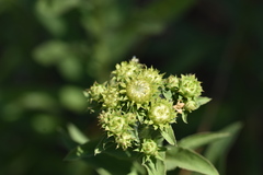 Pentanema spiraeifolium