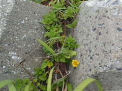 Melanthera prostrata