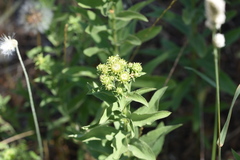 Pentanema spiraeifolium