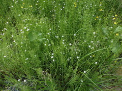 Stellaria palustris