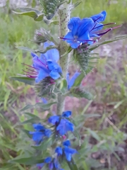 Echium vulgare
