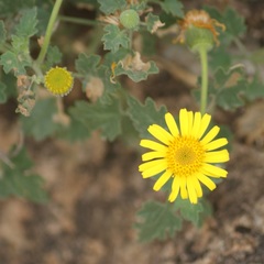 Perityle leptoglossa