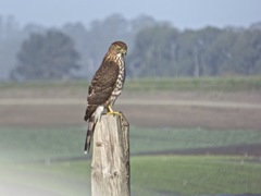 Accipiter cooperii