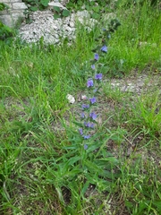 Echium vulgare