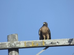 Buteo jamaicensis