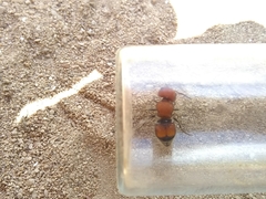 Pseudomethoca oceola