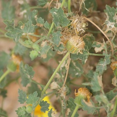 Perityle leptoglossa