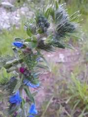 Echium vulgare