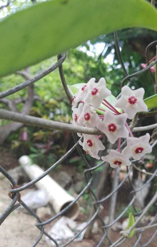 Hoya carnosa vine growing