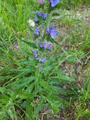 Echium vulgare