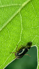 Cyrtolobus vau