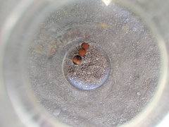 Pseudomethoca oceola