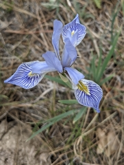 Iris