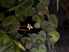 Caltha natans