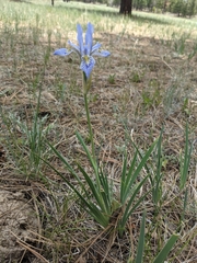 Iris
