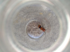 Pseudomethoca oceola