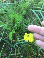Lomatium caruifolium