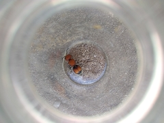 Pseudomethoca oceola