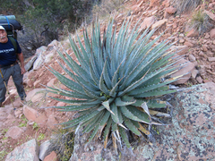 Agave utahensis kaibabensis