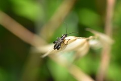 Oedemera flavipes