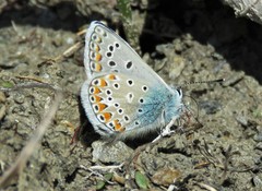 Polyommatus thersites