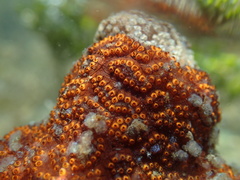 Botrylloides diegensis