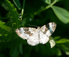Epirrhoe rivata