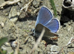 Polyommatus thersites