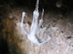 Engyodontium aranearum