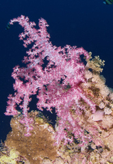 Dendronephthya hemprichi