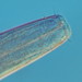 Tripylidae - Photo (c) nigel_bell, algunos derechos reservados (CC BY-NC)