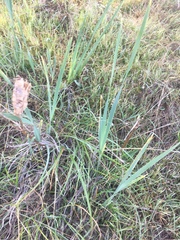 Iris longipetala