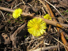 Tussilago farfara