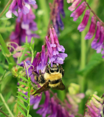 Bombus appositus
