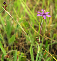 Sisyrinchium hitchcockii