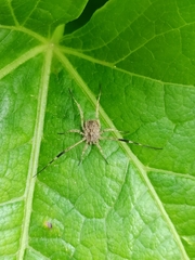 Lacinius horridus