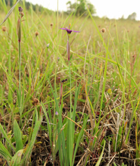 Sisyrinchium hitchcockii