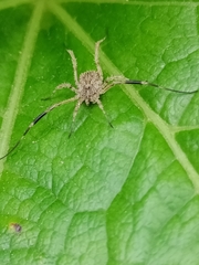 Lacinius horridus