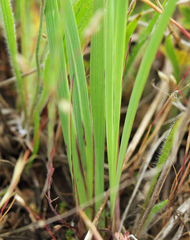 Sisyrinchium hitchcockii
