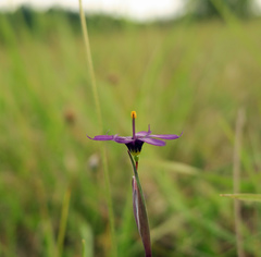 Sisyrinchium hitchcockii