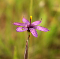 Sisyrinchium hitchcockii