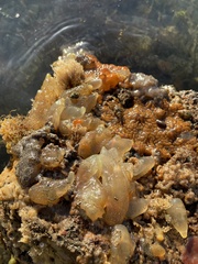 Botrylloides diegensis