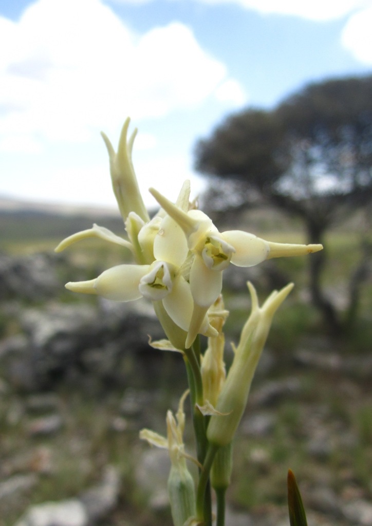 Dipcadi heterocuspe, Itremo