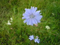 Cichorium intybus