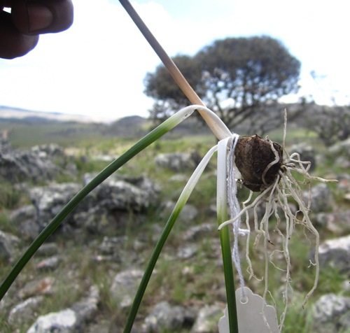 Dipcadi heterocuspe