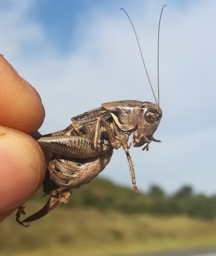 Amedegnatiana